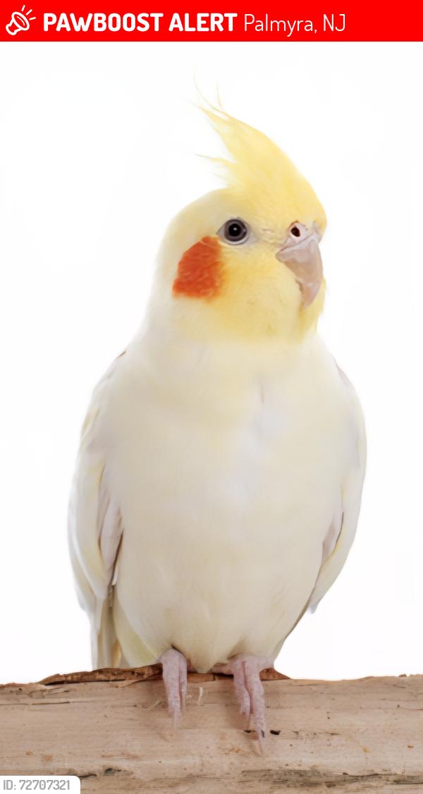 Lost Female Bird last seen Spring Garden, Palmyra, NJ 08065