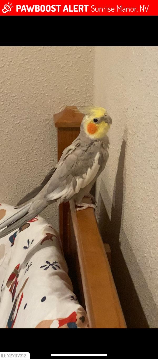 Lost Male Bird last seen Bryce Canyon ave and Toiyabe st, Sunrise Manor, NV 89156