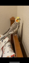Lost Male Bird last seen Bryce Canyon ave and Toiyabe st, Sunrise Manor, NV 89156