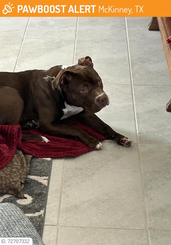 Found/Stray Female Dog last seen Hardin,Churchill Street , McKinney, TX 75071