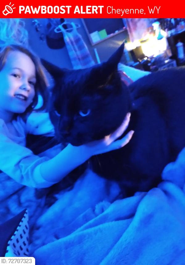 Lost Male Cat last seen Henderson elementary , Cheyenne, WY 82001