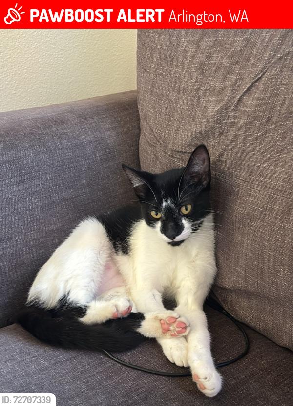 Lost Female Cat last seen Near 41 st dr ne arlington wa, Arlington, WA 98223