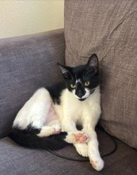 Lost Female Cat last seen Near 41 st dr ne arlington wa, Arlington, WA 98223