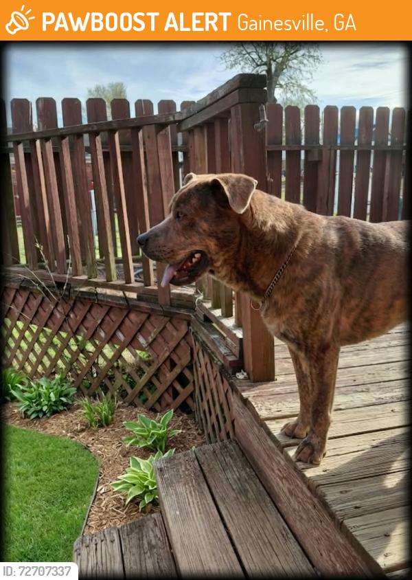Found/Stray Male Dog last seen Kohl's parking lot, Gainesville, GA 30501