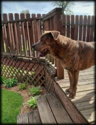 Found/Stray Male Dog last seen Kohl's parking lot, Gainesville, GA 30501