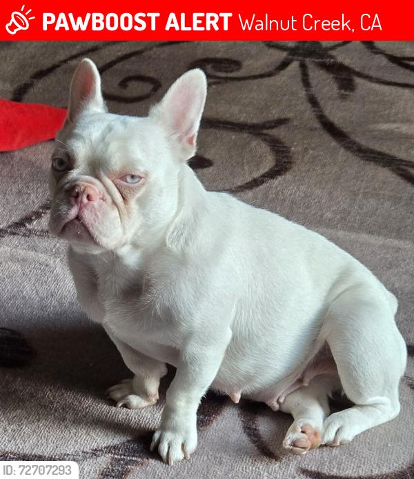 Lost Female Dog last seen 2ND Avenue & Main Street near Chick-fil-A , Walnut Creek, CA 94597