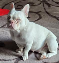 Lost Female Dog last seen 2ND Avenue & Main Street near Chick-fil-A , Walnut Creek, CA 94597