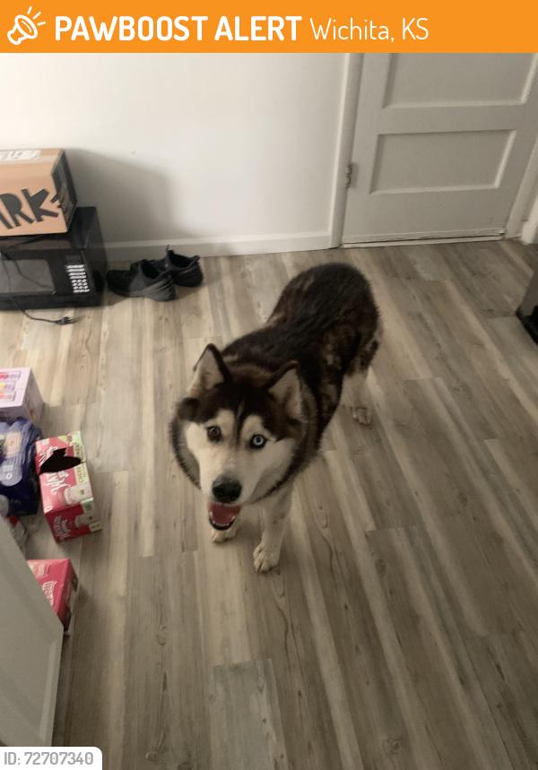Found/Stray Female Dog last seen May st and southwest blvd, Wichita, KS 67213