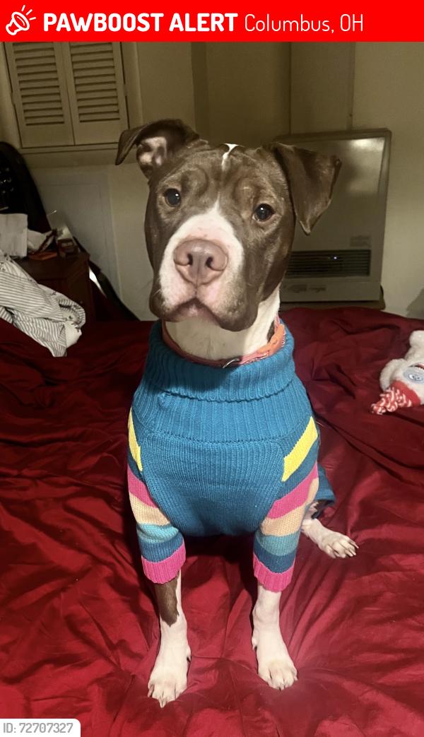 Lost Female Dog last seen N Grant Ave and E 5th Ave, Columbus, OH 43201