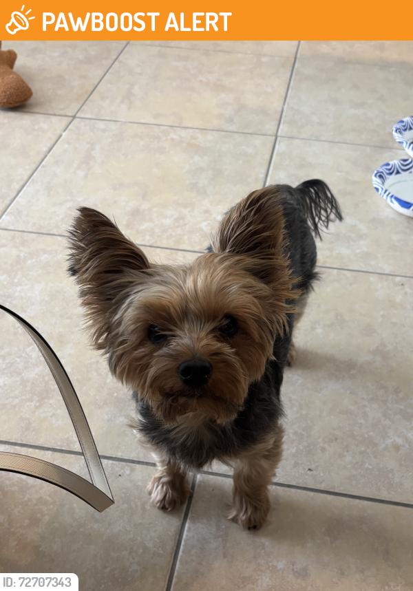 Found/Stray Male Dog last seen Found on palm beach lakes blvd outside the tanger outlets, West Palm Beach, FL 33401