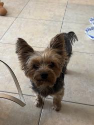 Found/Stray Male Dog last seen Found on palm beach lakes blvd outside the tanger outlets, West Palm Beach, FL 33401