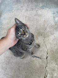 Found/Stray Unknown Cat last seen Near harvest hill Dr, Rowlett, TX 75089
