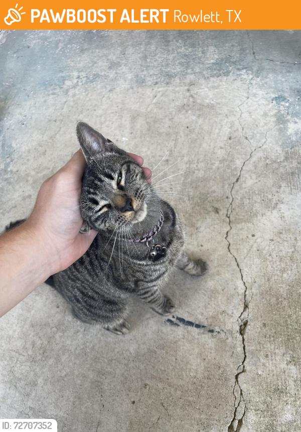 Found/Stray Unknown Cat last seen Near harvest hill Dr, Rowlett, TX 75089
