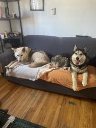 Found/Stray Male Dog last seen Near bosque trails and los duranes road, Albuquerque, NM 87104