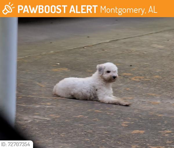 Found/Stray Male Dog last seen Branteoid ave., Montgomery, AL 36109