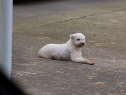 Found/Stray Male Dog last seen Branteoid ave., Montgomery, AL 36109