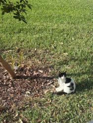 Found/Stray Unknown Cat last seen Malibu bay community , Pembroke Pines, FL 33029