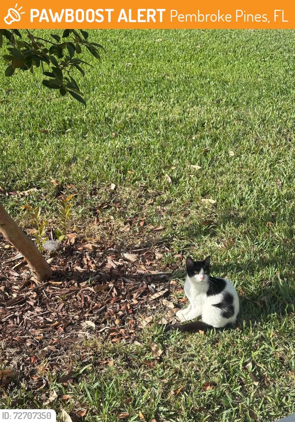 Found/Stray Unknown Cat last seen Malibu bay community , Pembroke Pines, FL 33029