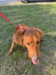 Found/Stray Female Dog last seen Reagan Drive / Camp Bowie, Fort Worth, TX 76116