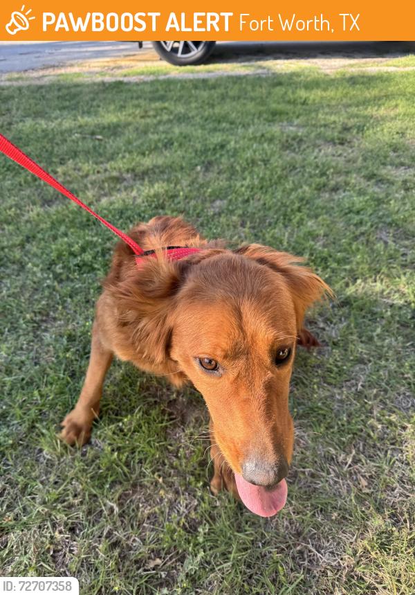 Found/Stray Female Dog last seen Reagan Drive / Camp Bowie, Fort Worth, TX 76116