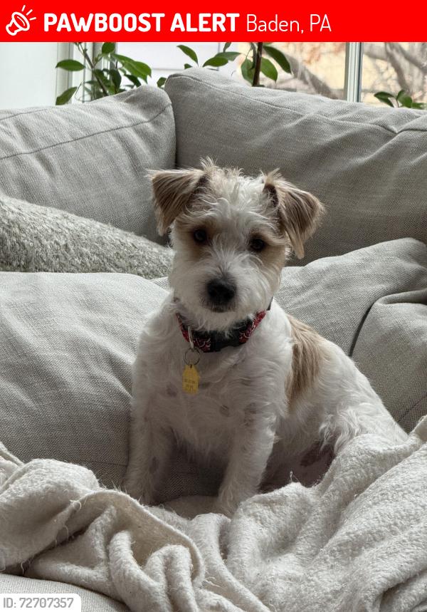 Lost Male Dog last seen Conway Wallrose Toad near Baptist church former Elementary school., Baden, PA 15005