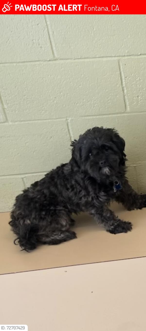 Lost Male Dog last seen Hawthorn , Fontana, CA 92335