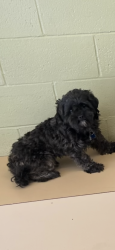 Lost Male Dog last seen Hawthorn , Fontana, CA 92335
