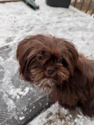 Lost Female Dog last seen Lester road and willow mills , Lawrenceville, GA 30044
