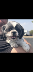 Lost Female Dog last seen Arby’s , Kingsport, TN 37663