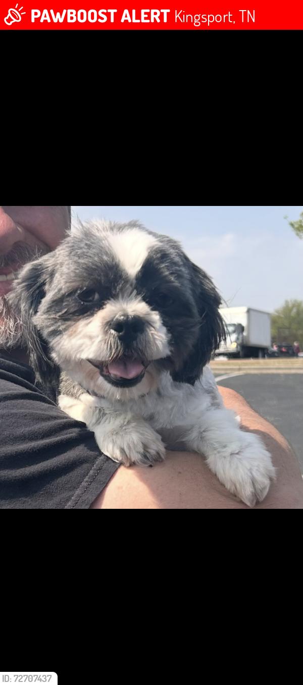 Lost Female Dog last seen Arby’s , Kingsport, TN 37663
