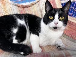 Lost Female Cat last seen Meadow Gate Dr, Greensboro, NC 27455
