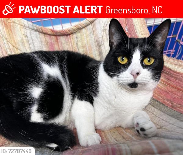 Lost Female Cat last seen Meadow Gate Dr, Greensboro, NC 27455