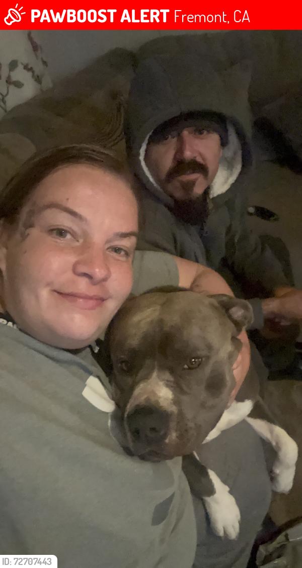 Lost Male Dog last seen Canyon heights Niles Fremont Ca, Fremont, CA 94536