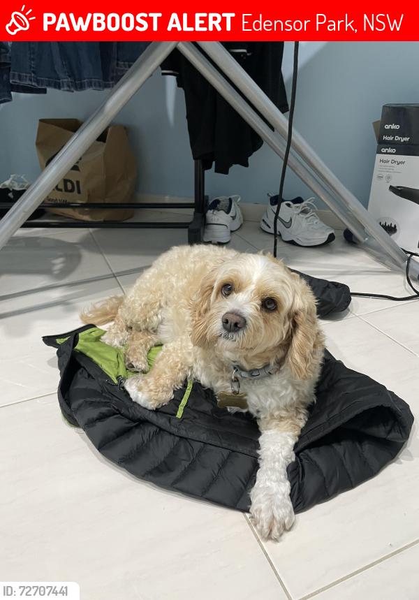 Lost Female Dog last seen Near Cole’s supper market , Edensor Park, NSW 2176