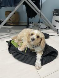 Lost Female Dog last seen Near Cole’s supper market , Edensor Park, NSW 2176