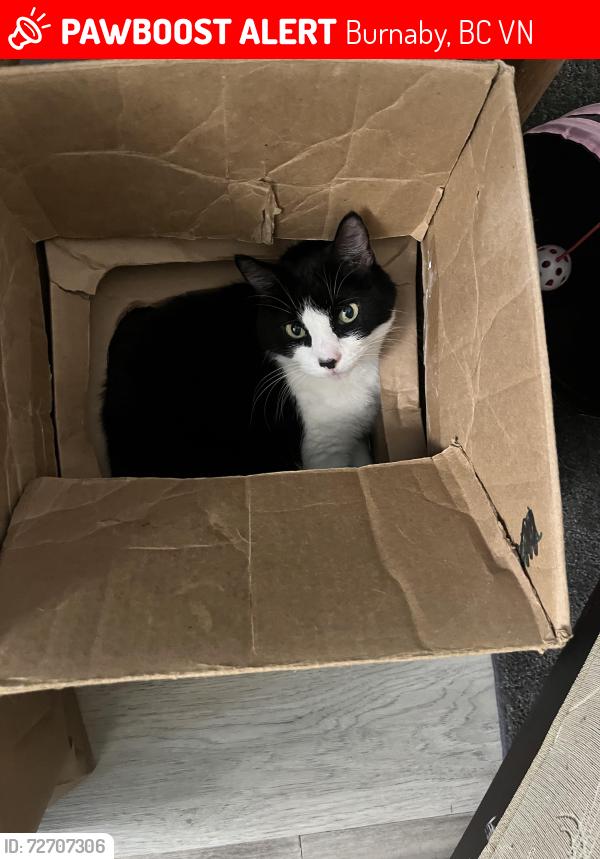 Lost Female Cat last seen 10th ave and 12th , Burnaby, BC V3N