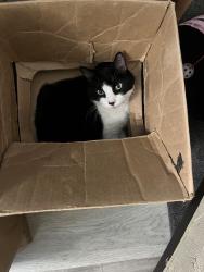Lost Female Cat last seen 10th ave and 12th , Burnaby, BC V3N