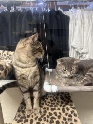 Lost Male Cat last seen West Bay and Thurin Streets, Between Newport Blvd and Harbor Blvd, Costa Mesa, CA 92627