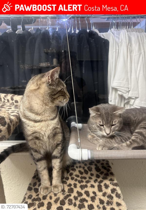Lost Male Cat last seen West Bay and Thurin Streets, Between Newport Blvd and Harbor Blvd, Costa Mesa, CA 92627