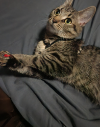 Lost Female Cat last seen Walmart Parking Lot, Smyrna, TN 37167