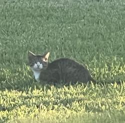Found/Stray Male Cat last seen Near Ave, Homestead, FL 33033