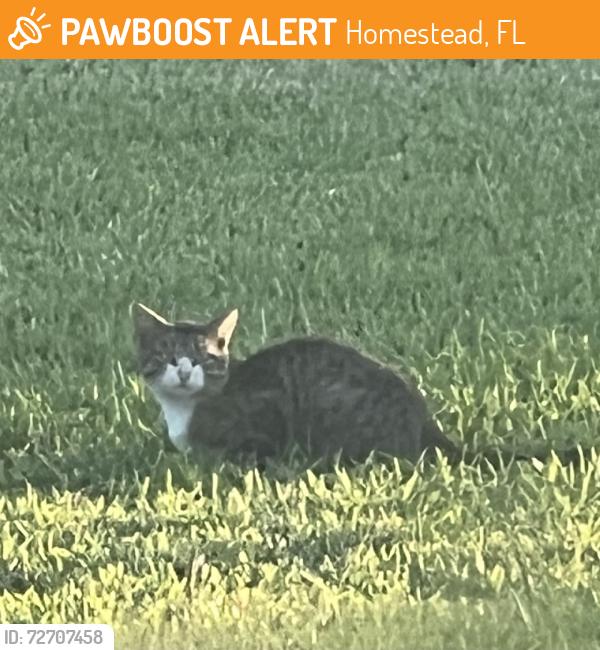 Found/Stray Male Cat last seen Near Ave, Homestead, FL 33033