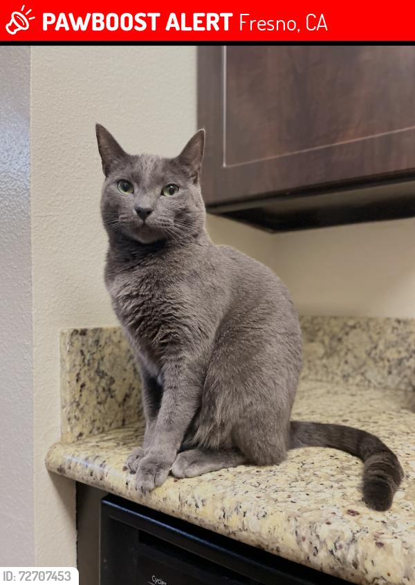 Lost Male Cat last seen Shepherd and Cedar Ave. , Fresno, CA 93720