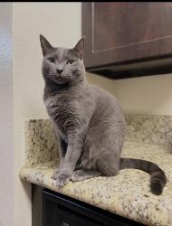 Lost Male Cat last seen Shepherd and Cedar Ave. , Fresno, CA 93720