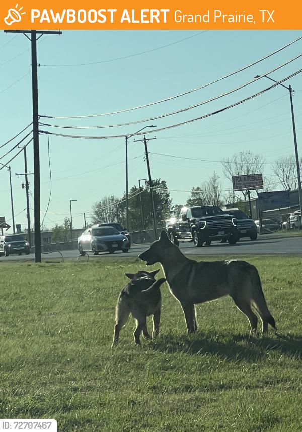 Found/Stray Unknown Dog last seen E Jefferson St, Grand Prairie, TX 75211