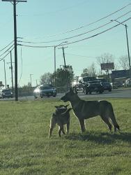 Found/Stray Unknown Dog last seen E Jefferson St, Grand Prairie, TX 75211