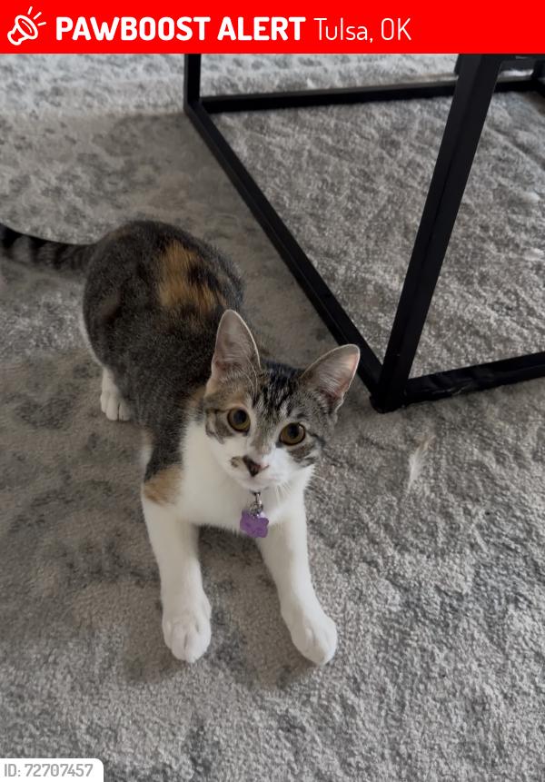 Lost Female Cat last seen Near Lynn lane , Tulsa, OK 74108