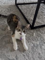 Lost Female Cat last seen Near Lynn lane , Tulsa, OK 74108