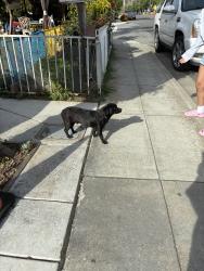 Lost Male Dog last seen by the street, Fremont, CA 94538