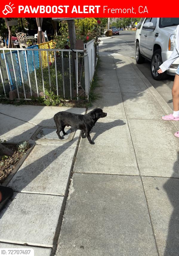 Lost Male Dog last seen by the street, Fremont, CA 94538